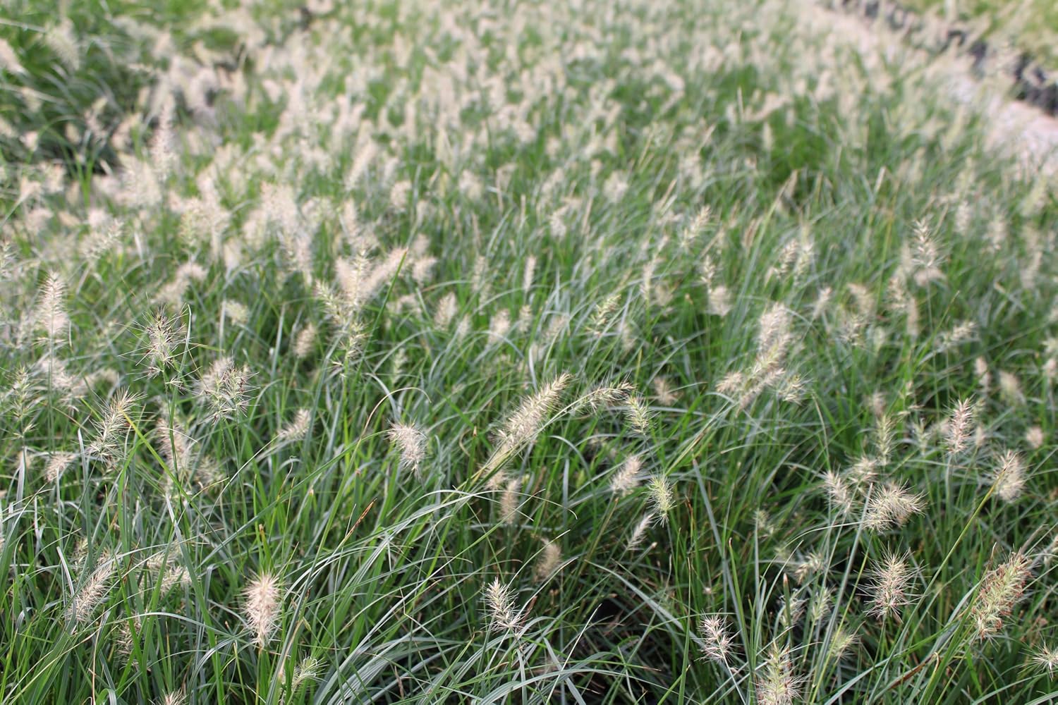 'Little Bunny' | Pennisetum alopecuroides | Fountain Grass | Samson Botanicals
