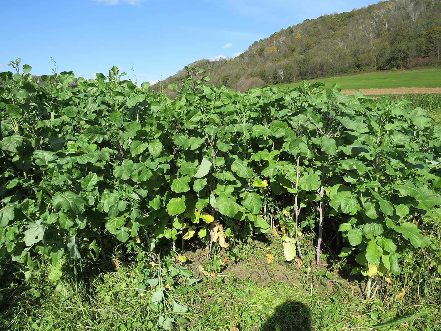 Hale Habitat & Seed Cabbage, Radish, & Clovers Food Plot Mix, 1/2 Acre, Highly Attractive Fall Food Plot