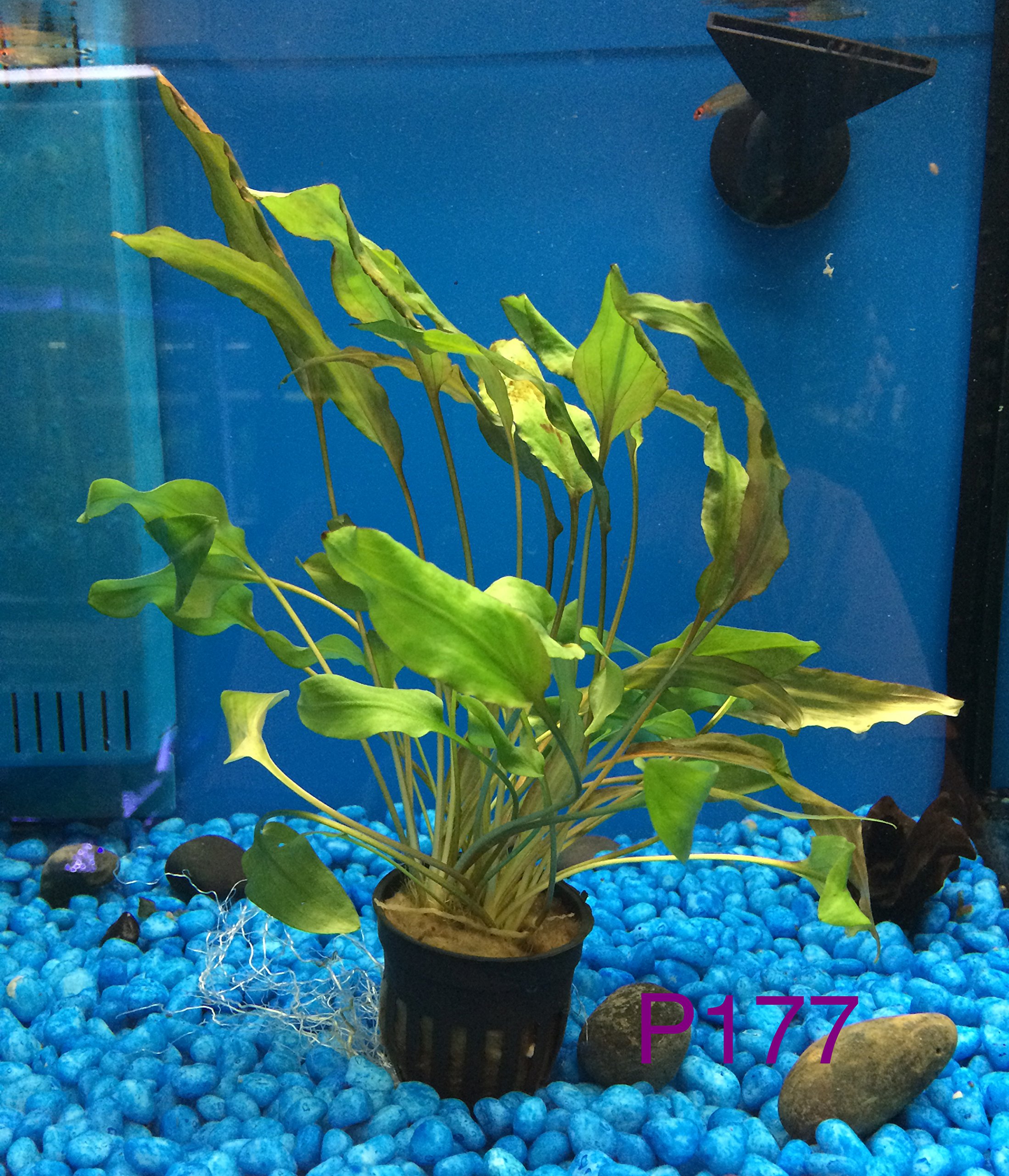 Crypto Coryne Willisii P177 Live Aquatic Plant Buy 2 Get | Desertcart  Seychelles