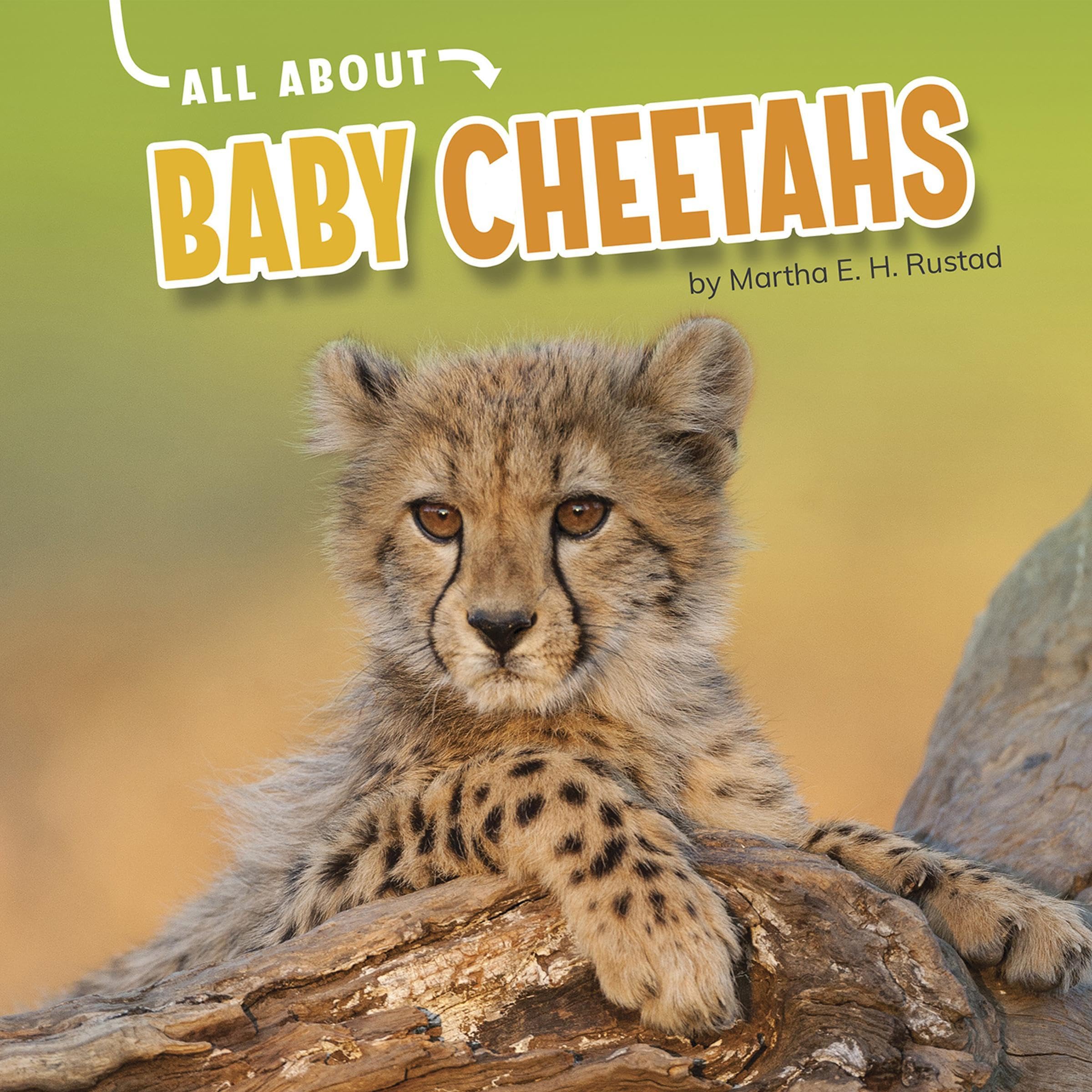 All About Baby Cheetahs