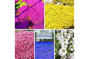 Creeping Thyme Seeds: Enhance Your Garden with Aromatic Ground Cover