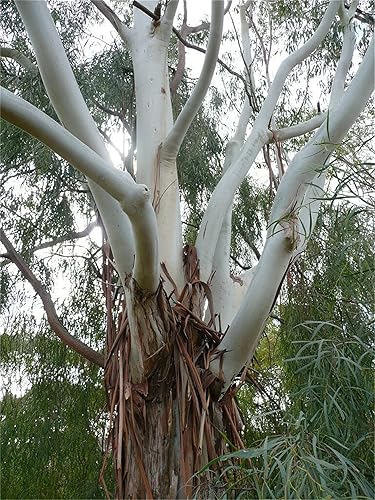Semillas de árbol de plantas raras más de 300 semillas de goma con aroma a limón (Eucalyptus citriodora)