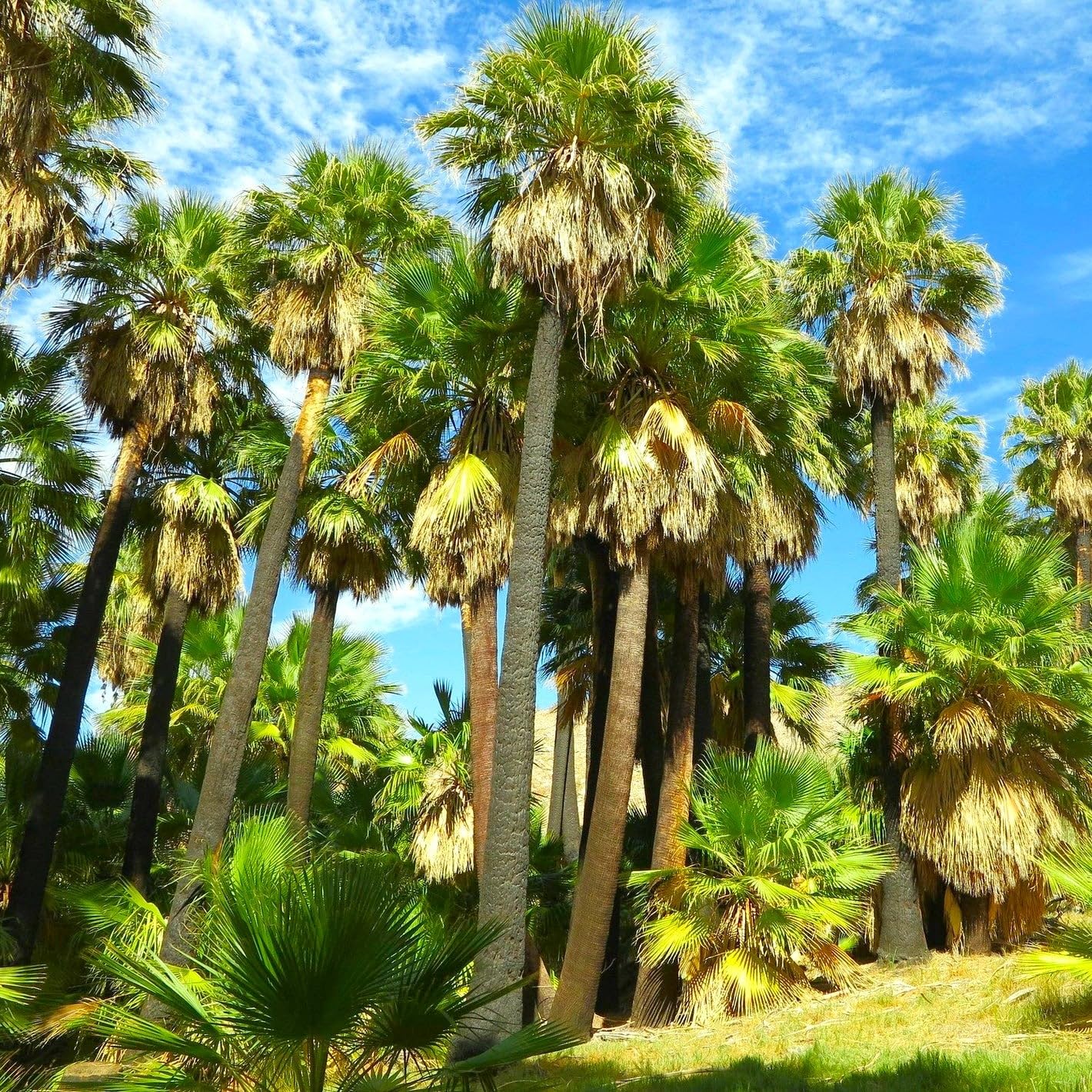 TomorrowSeeds - Giant California Palm Tree Seeds - 30+ Count - for 2025 Planting Washingtonia Filifera Tall Mexican Desert Springs Tropical Perennial Trees Perennial Grow Your Own Home Farm Patio