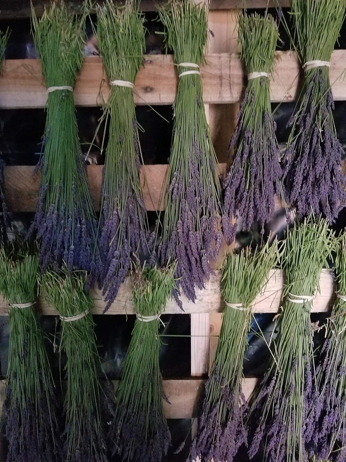 L+ Grosso Lavender – 8 Live Plants in 4" Pots – Dark Purple Flowers – Bee Friendly & Evergreen – Ideal for Aromatherapy & Garden Borders