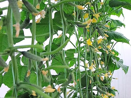 Miniatura 1 de 40+ Pepino Titus F1 - Verde Vegetal