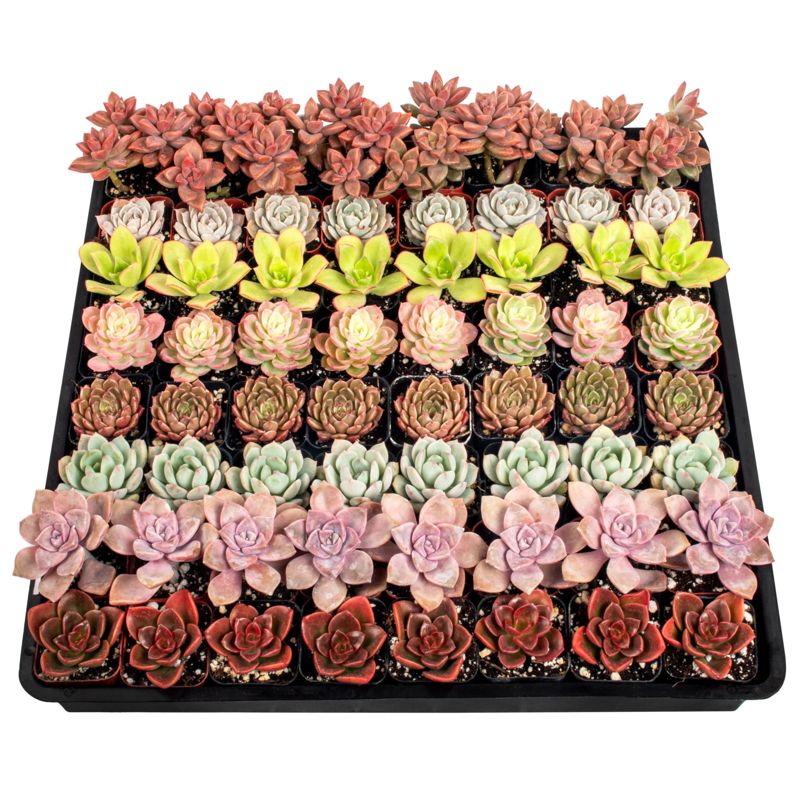 Live Succulents Plants Mystery Pack - Variety of Well Rooted Plants in 2 Inch Pots - Real, Small, Assorted Houseplants for Indoor, DIY, Home Decor, Wedding, or Birthday Gifts (64 Pack)