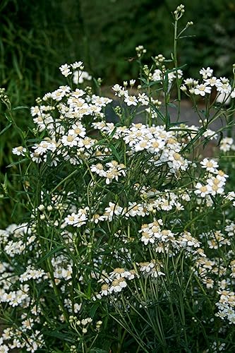 Miniatura 4 de 150 semillas de flor de hierba de perlamilenrama blanca doble Achillea Ptarmica