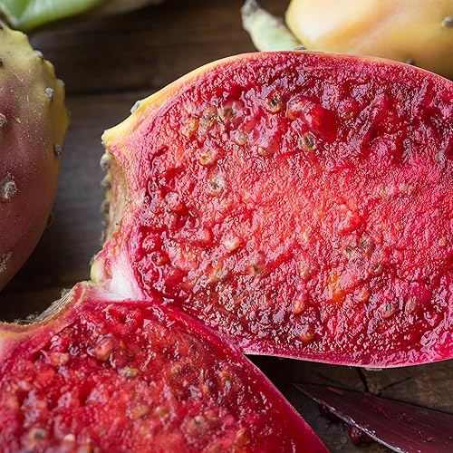 Miniatura 4 de Plantas de cactus de tuna morada de 8 meses de edad, plantas vivas en macetas, 4-6 pulgadas de alto, planta viva de cactus espinoso para plantar en