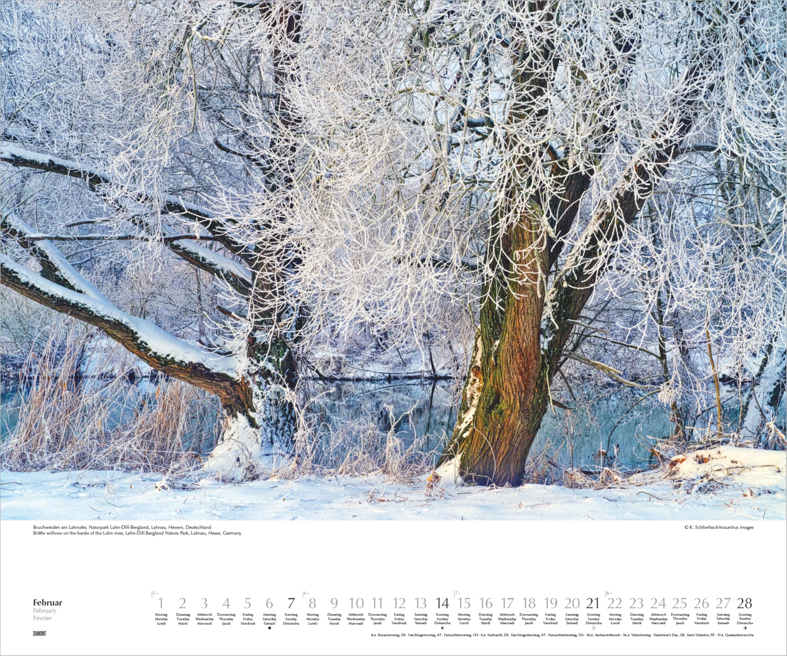 Heimische Bäume 2027: Wandkalender 60x50 cm mit Naturfotografie und 3-sprachigem Kalendarium