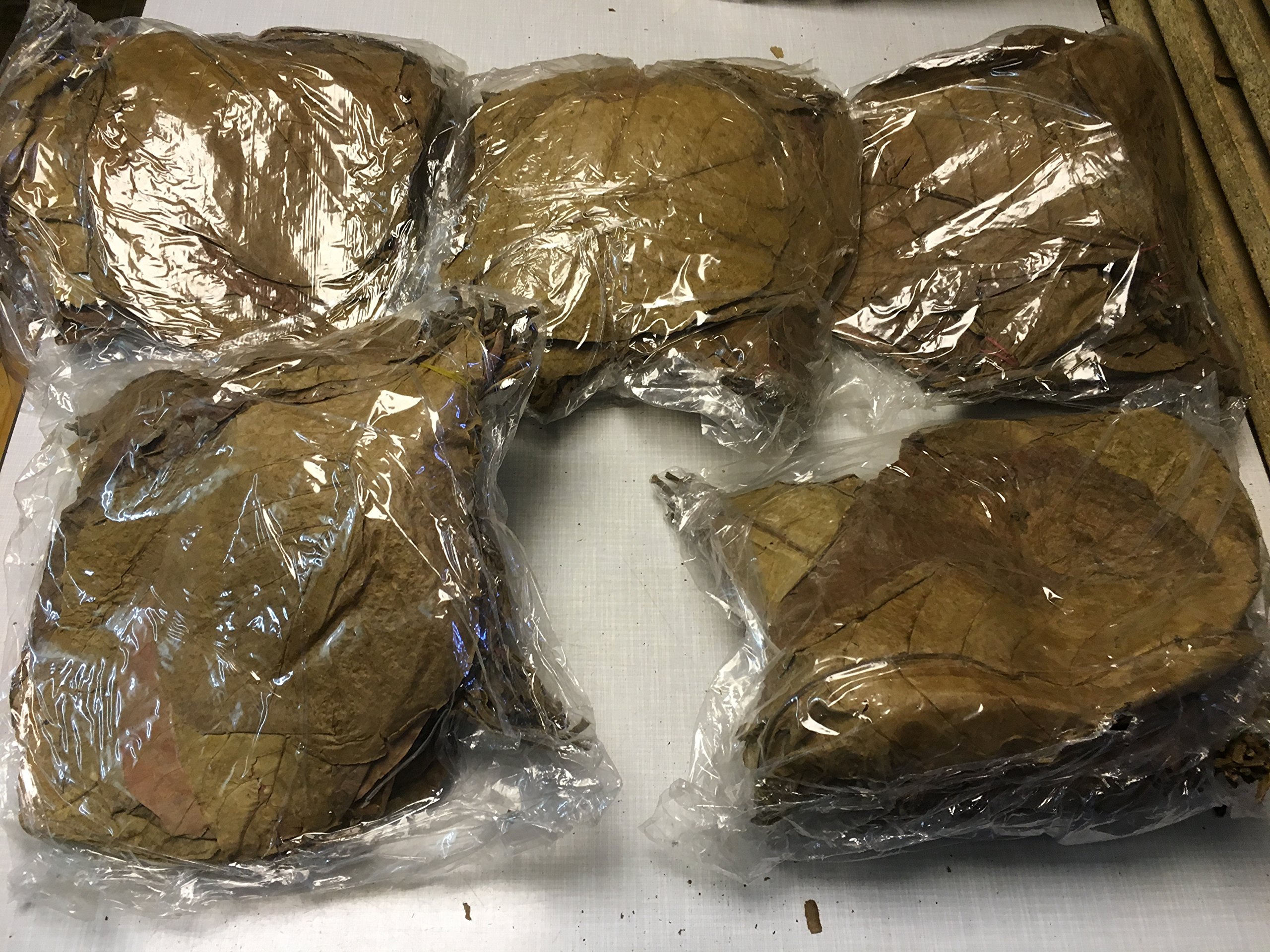 Sera Catappa Leaves Foglie Di Mandorlo Indiano Per Il Trattamento Acque - Foto 11