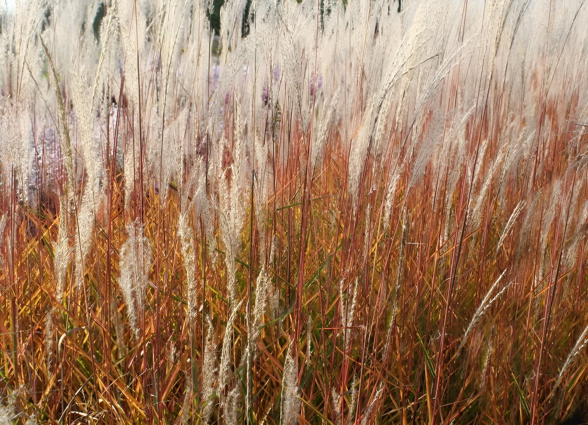 Stauden Gänge 10 x Miscanthus sinensis 'Purpurascens' Chinaschilf