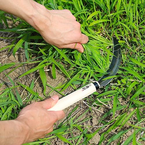 Miniatura 4 de KAKURI Herramienta de jardín de hoz japonesa de 6.7 pulgadas hoja dentada (dientes afilados) fabricada en Japón, hoz de jardín para cosechar y