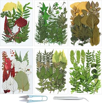 Cayway Natural Dried Pressed Leaves, Assorted Real Dried Pressed Leaves, Natural Dry Leaves with Tweezers, Scissors for Pressed Leaf Art Craft DIY Embellishment Decorations