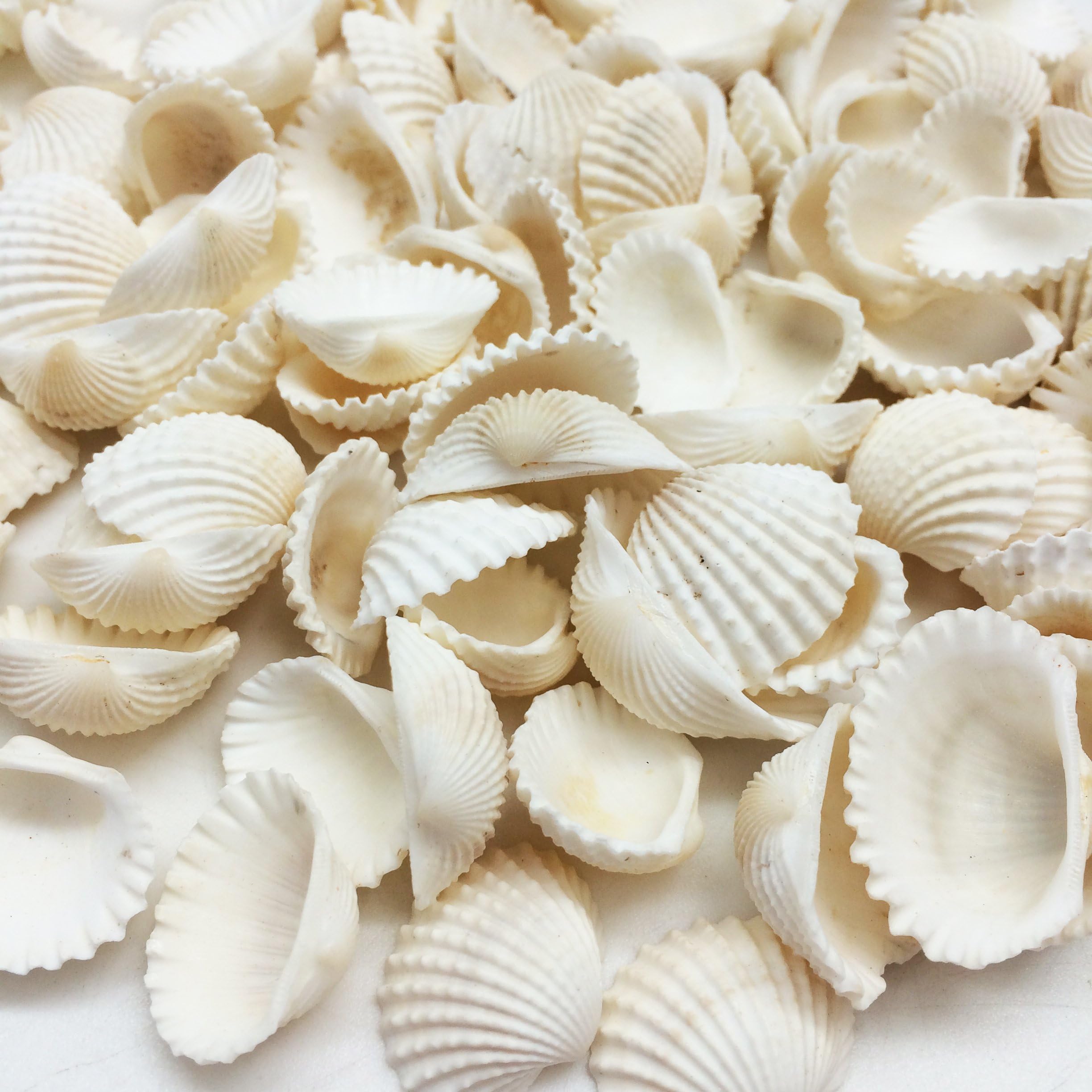 PEPPERLONELY White Cardium Ribbed Cockle Shells, 8 OZ Apprx.110+ PC Shells, 3/4 Inch ~ 1-1/2 Inch