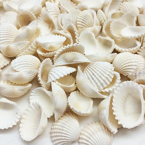 Vista 66 de Conchas marinas Pepperlonely, vieiras de diferentes tamaños