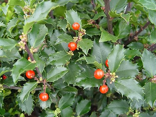 Vista 36 de Ganadores probados - Ilex verticillata Berry Heavy Gold (Winterberry) Arbusto, bayas de oro, 3 - Contenedor