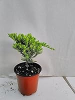 Vista 2 de Jmbamboo - Bonsai Juniper Garden - Maceta de 4 pulgadas con Fishman