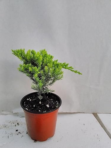Miniatura 2 de Jmbamboo - Bonsai Juniper Garden - Maceta de 4 pulgadas con Fishman