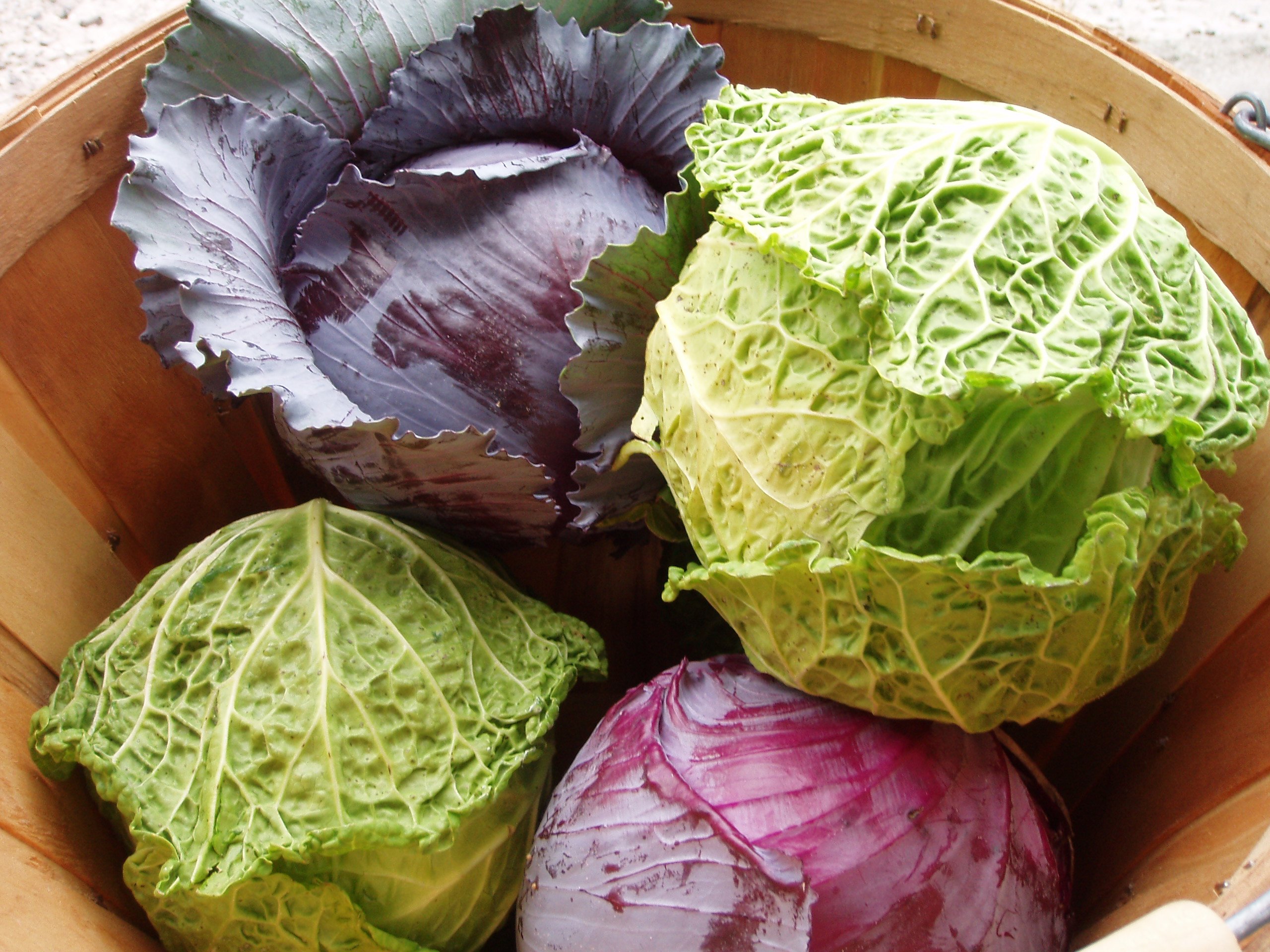 Cabbage Seeds Combo- Red Cabbage and Savoy Cabbage (30 Seeds Each) by Seedscare India (B0732RBJ9L) Amazon Price History, Amazon Price Tracker