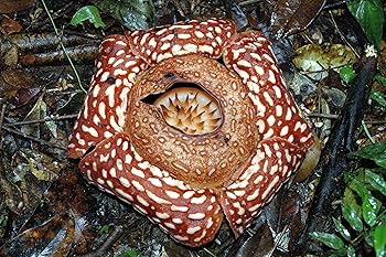 植物のすさまじい生存競争 なわばり、毒、トゲ、再生、色香、寄生