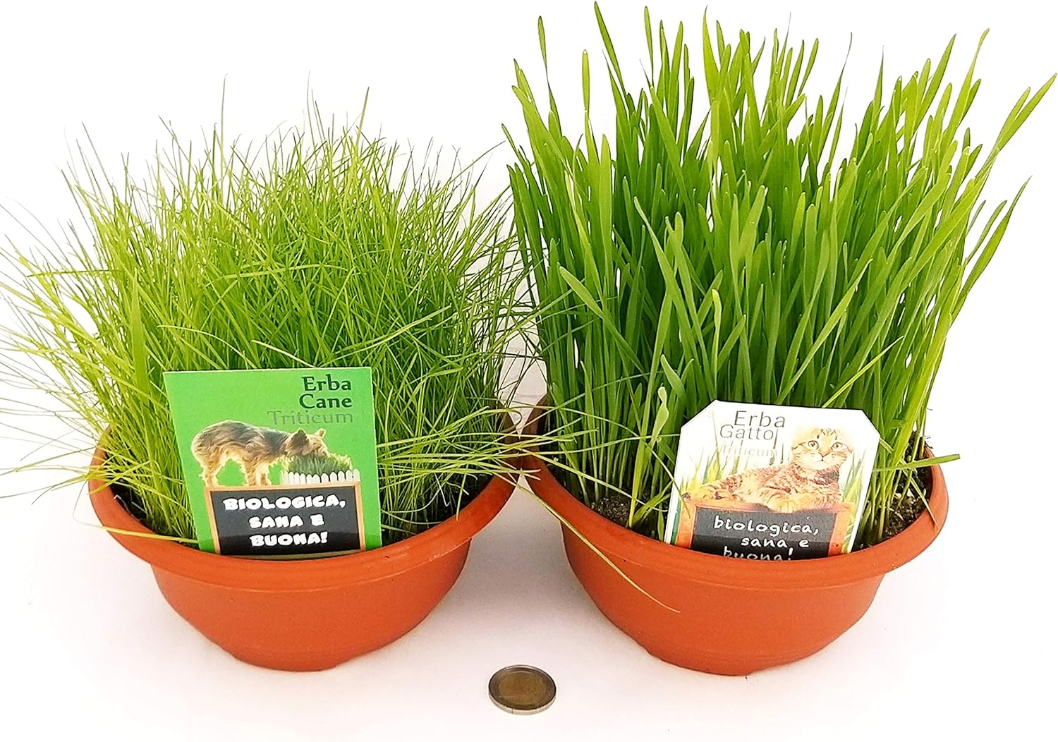 Erba Gatta Naturale TZL - Snack Per Gatti, Antistress E Gioco, Biologica 40g In Lattina - Foto 5