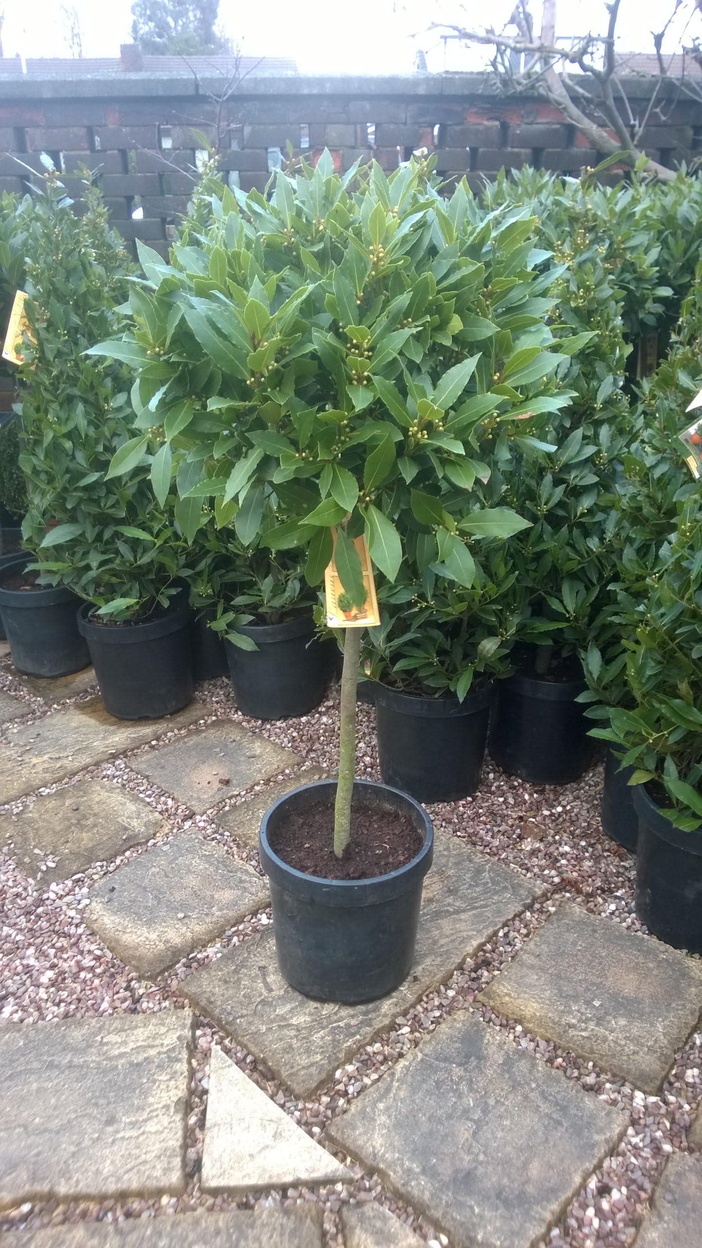 1/2 Standard Bay Tress Height inclusive of Pot 130cm+ Highest Quality