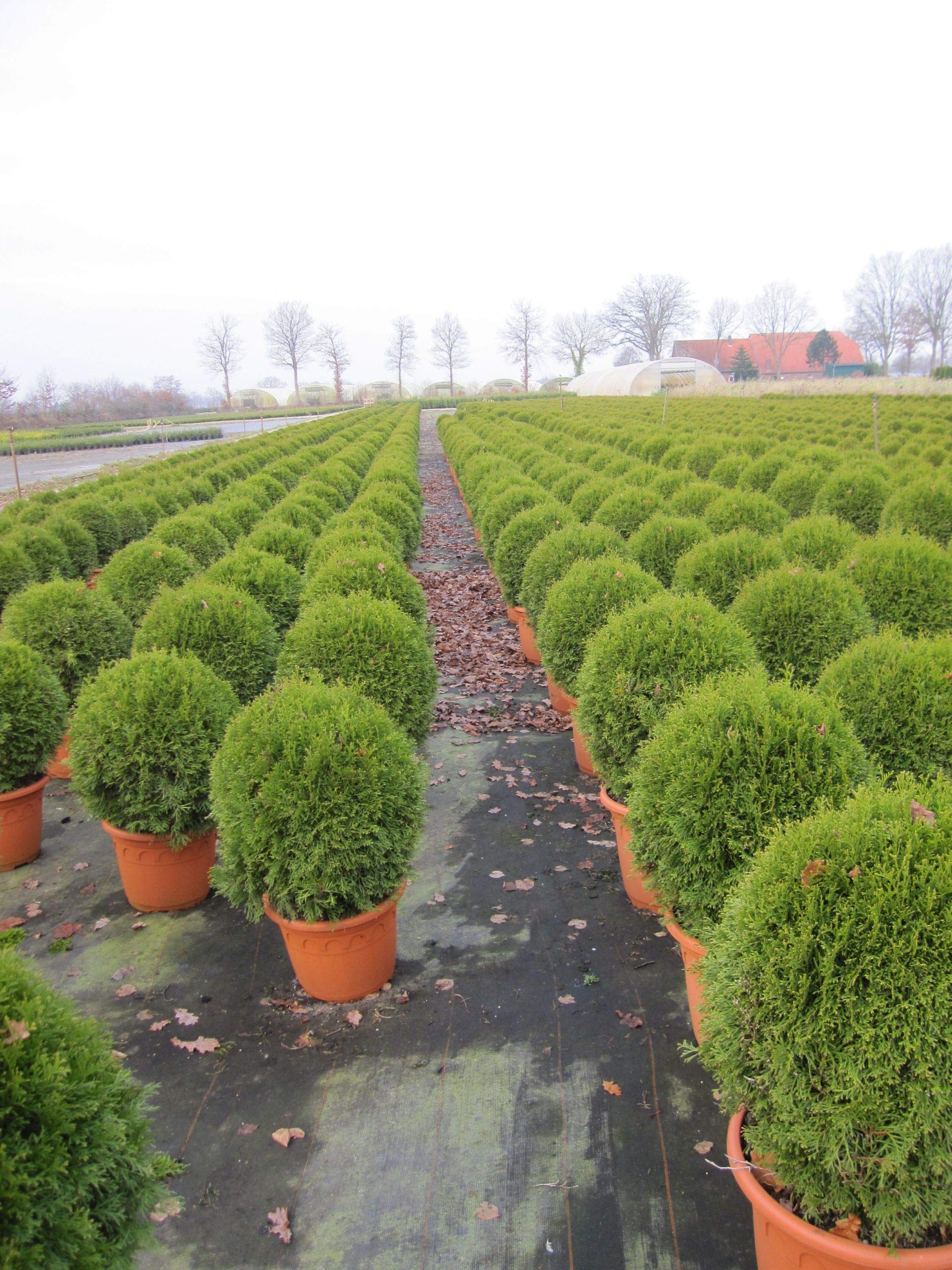 Thuja occidentalis Smaragd - Lebensbaum Kugel Smaragd 40-50 cm