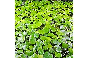 Frogbit Floating Aquarium Plant | 20+ Lush Leaves Enhance Your Fish Tank's Beauty and Health