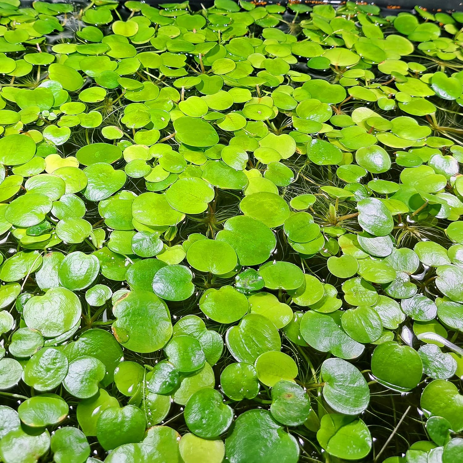 20+ Leaves Amazon Frogbit (Limnobium laevigatum) Live