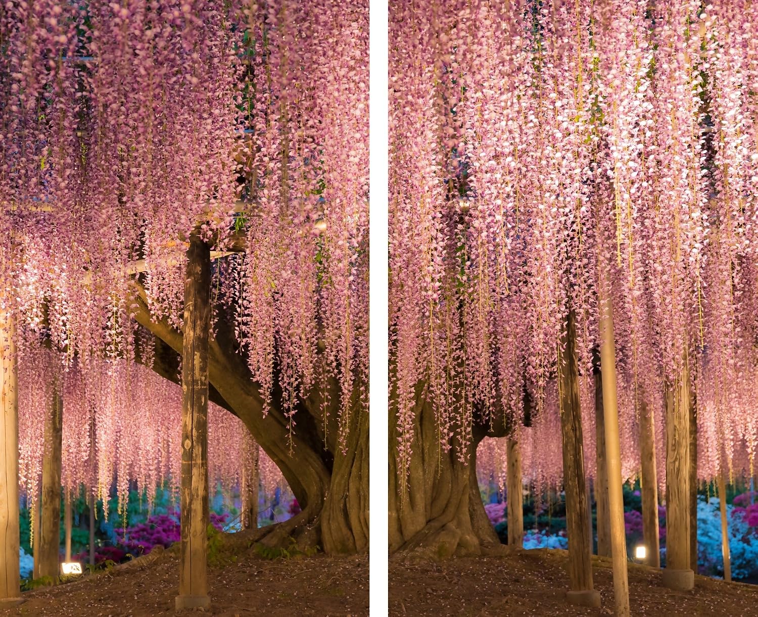 Factory4me Pink Blossom Tree Curtains, Asian Pink Brown Tree with Flowers Curtains, Vibrant Wisteria Curtains Panel Set of 2, Garden Pink Landscape Curtains for Living Room Bedroom Kitchen