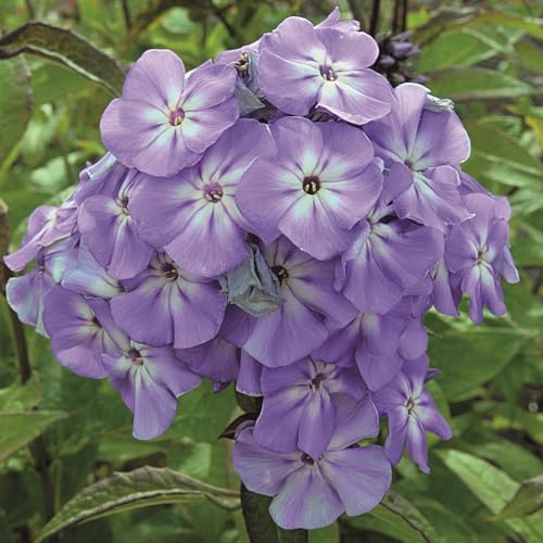 Garden Phlox 'Blue Boy'. 2L Plant. Fragrant Perennial Flowers for Cutting & Cottage Gardens. Available from Bedwen Plants