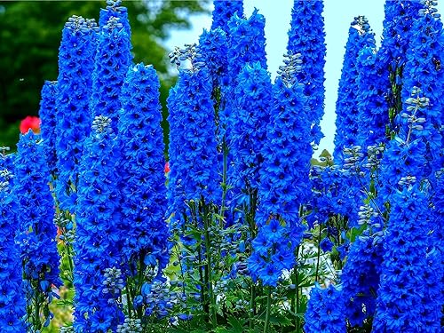 Blue Delphinium Flower Seeds - Más de 100 semillas - Cultiva flores silvestres majestuosas de Delphinium - Fabricado en Estados Unidos
