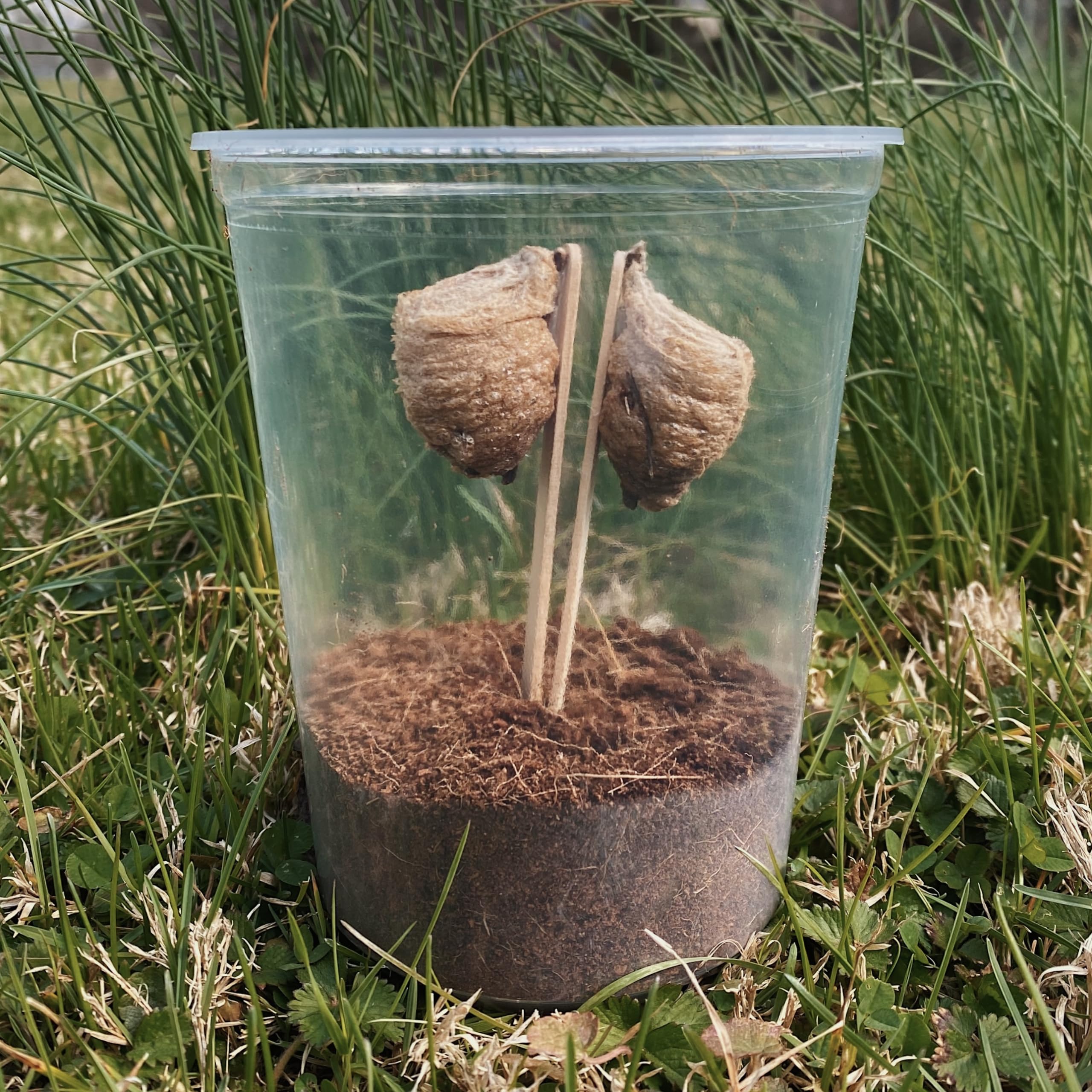 Kit de incubación de huevos Mantis chinos, 2 huevos frescos para la temporada