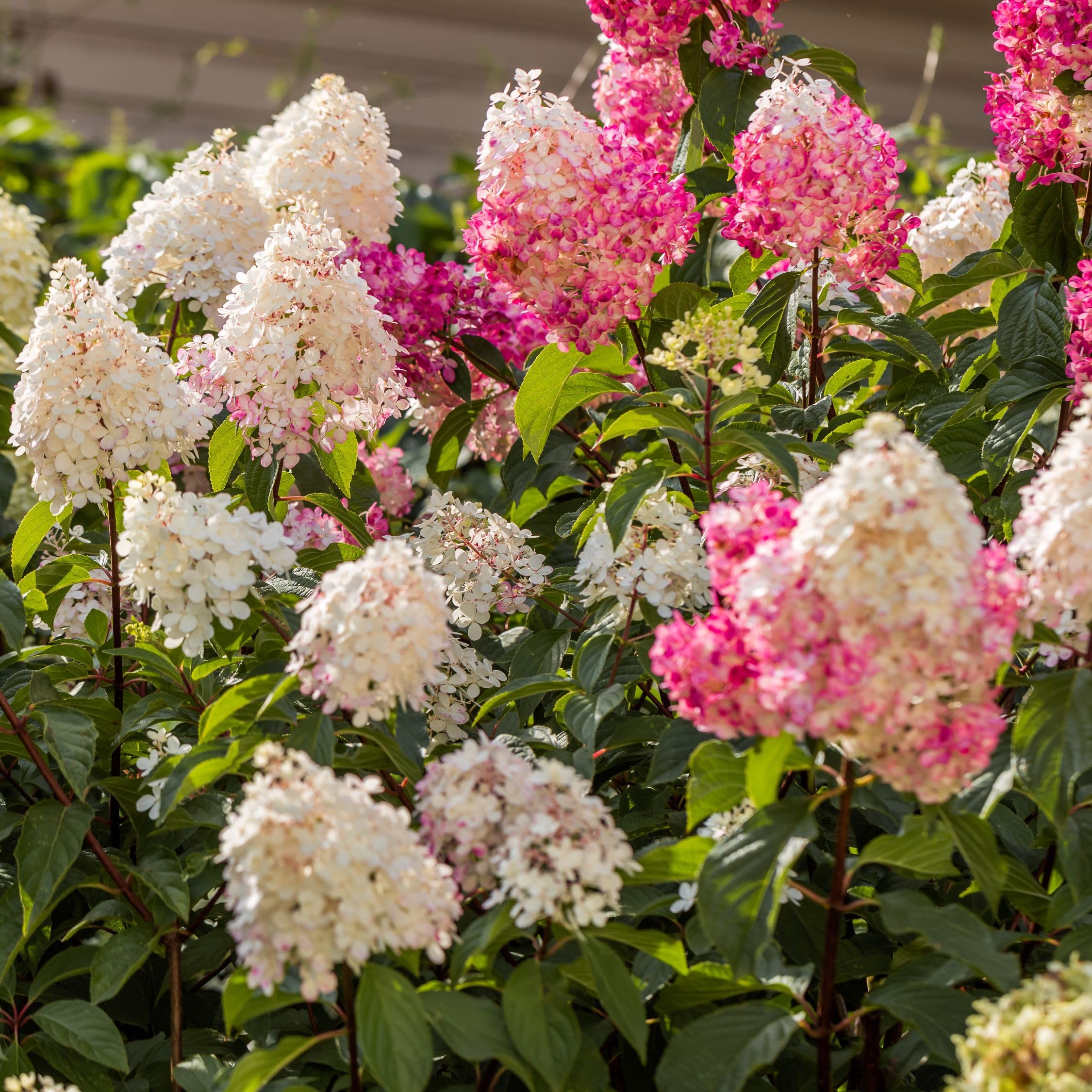 Plant in a Box - Hydrangea Paniculata Mix x3 - Hydrangea Paniculata 'Pink Lady', 'Phantom', 'Silver Dollar' - ¡Perfecta para el jardín! - Maceta 9cm - Altura 25-35cm