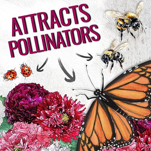 Miniatura 6 de Seed Needs Semillas mixtas de amapola de peonía para plantar, reliquia y polinizada abierta, mezcla colorida para plantar un jardín de mariposas al