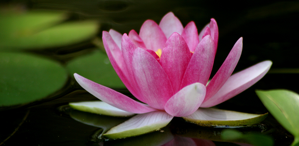 Lotus Flower Facts - App on Amazon Appstore