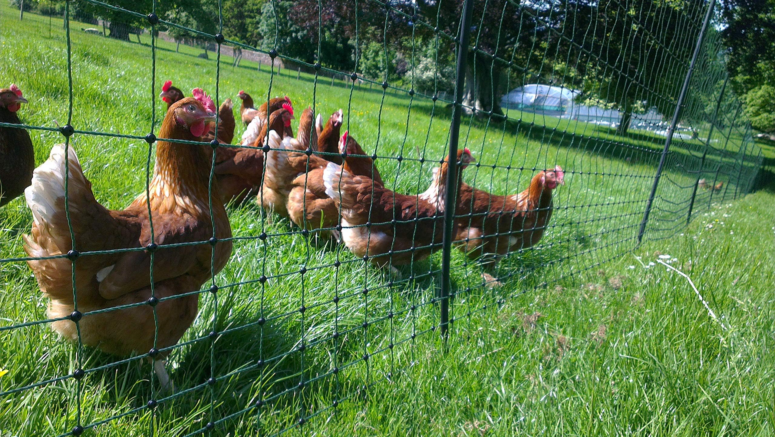 50m x 1.22 - Premium Green Electric Poultry Netting - Close Mesh