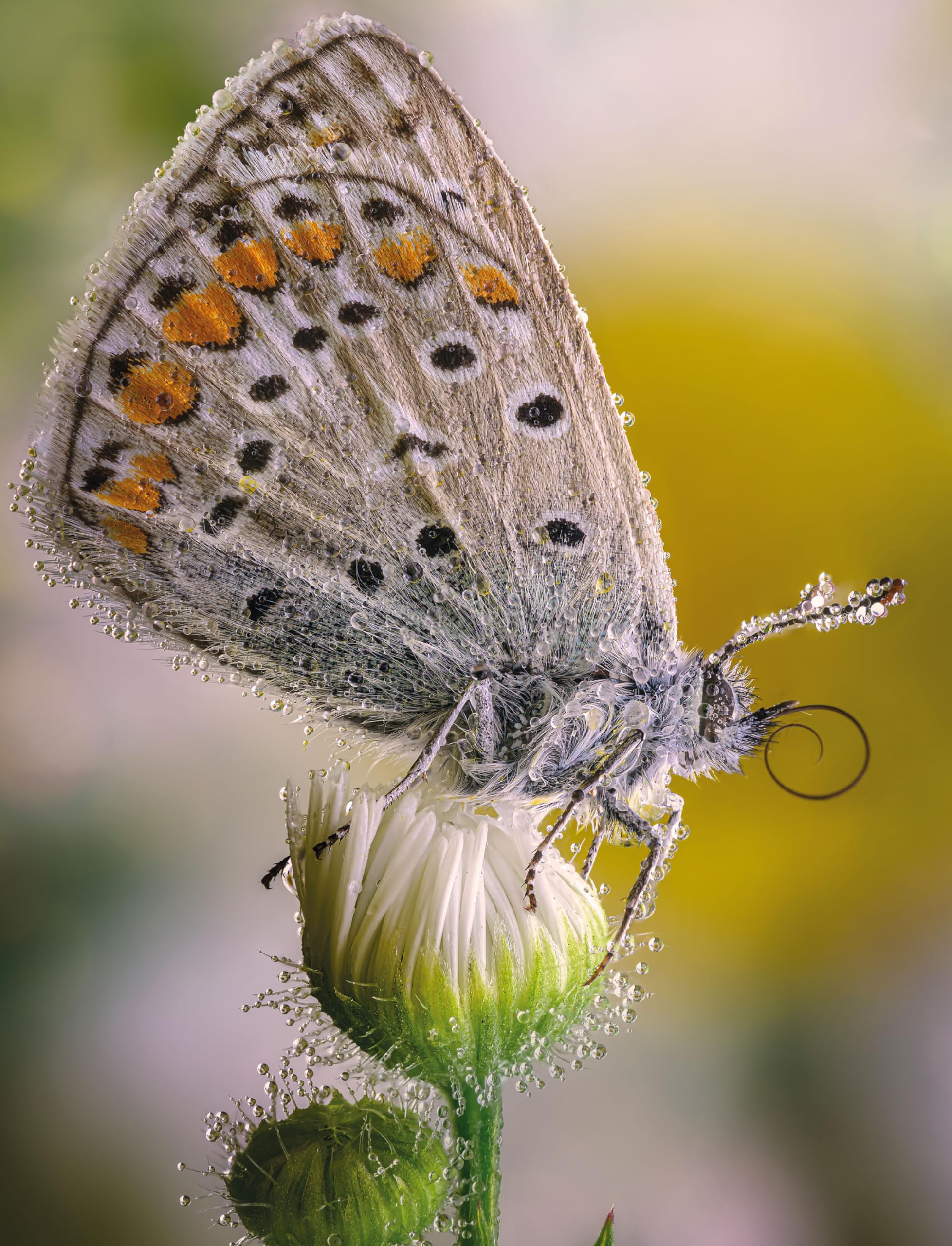 Macrofotografia. Strumenti e tecniche per catturare i dettagli del mondo