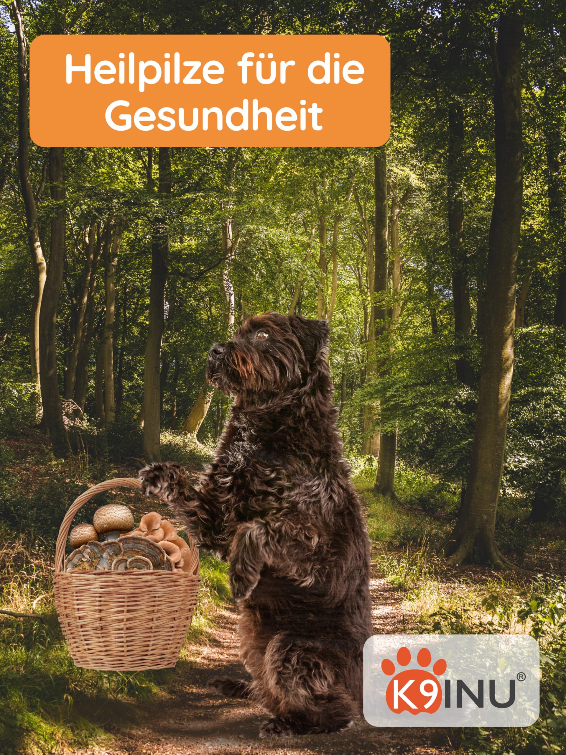 Immunsystem stärken für Hunde [Vitalpilze Komplex Konzentrat aus 6 Heilpilze] mit Cordyceps, Reishi, Shiitake Pilze | Beta Glucan reich | Hunde Vitamine | Bio, Natürlich & Hochwirksam - 54g