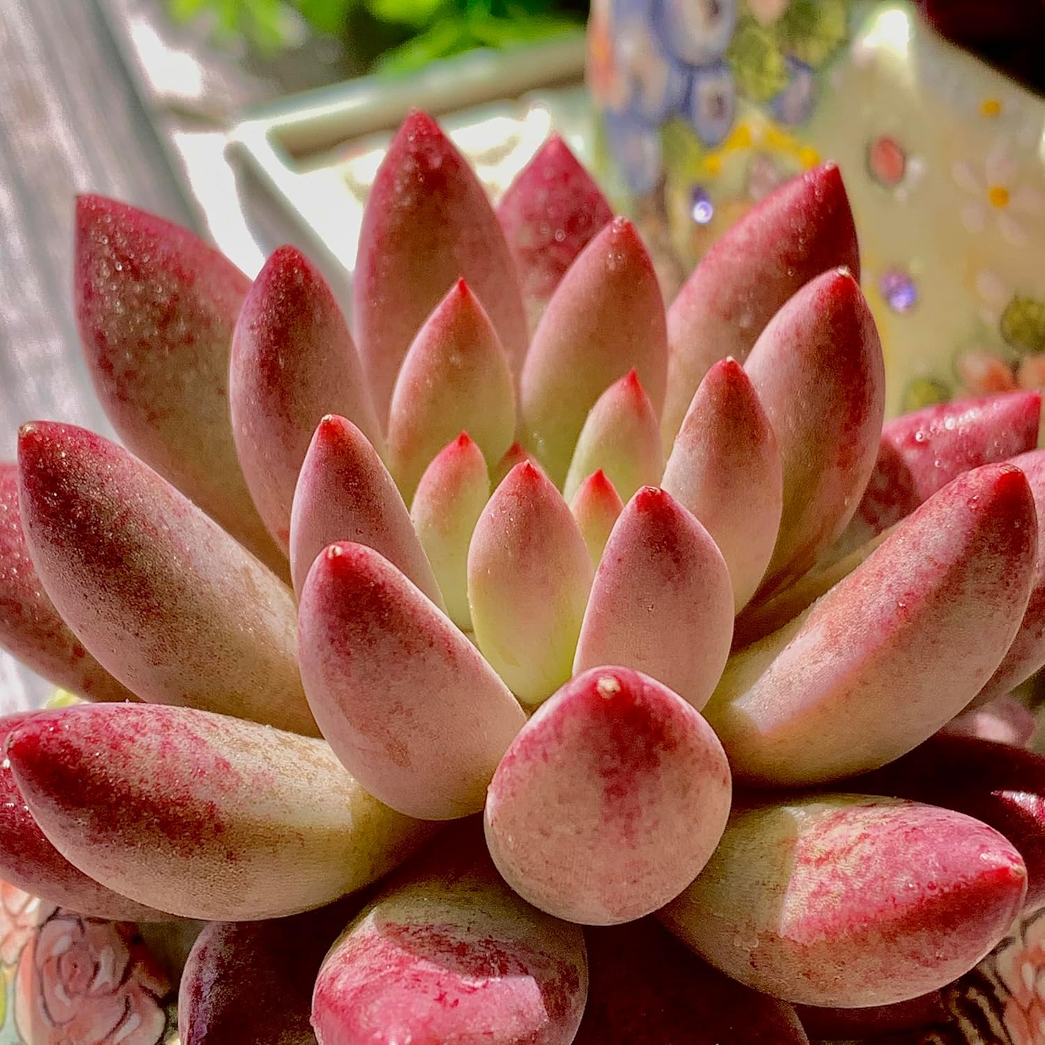 Echeveria Cherry Succulent Kit - with Plastic Pot, 1 Head 2.5" Live Plant, Compressed Soil & Guide, for Garden Indoor Office Desk (1, Echeveria Cherry)