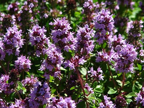 Miniatura 4 de Semillas Hierbas Tomillo Jardín Herencia Común - 500 Semillas