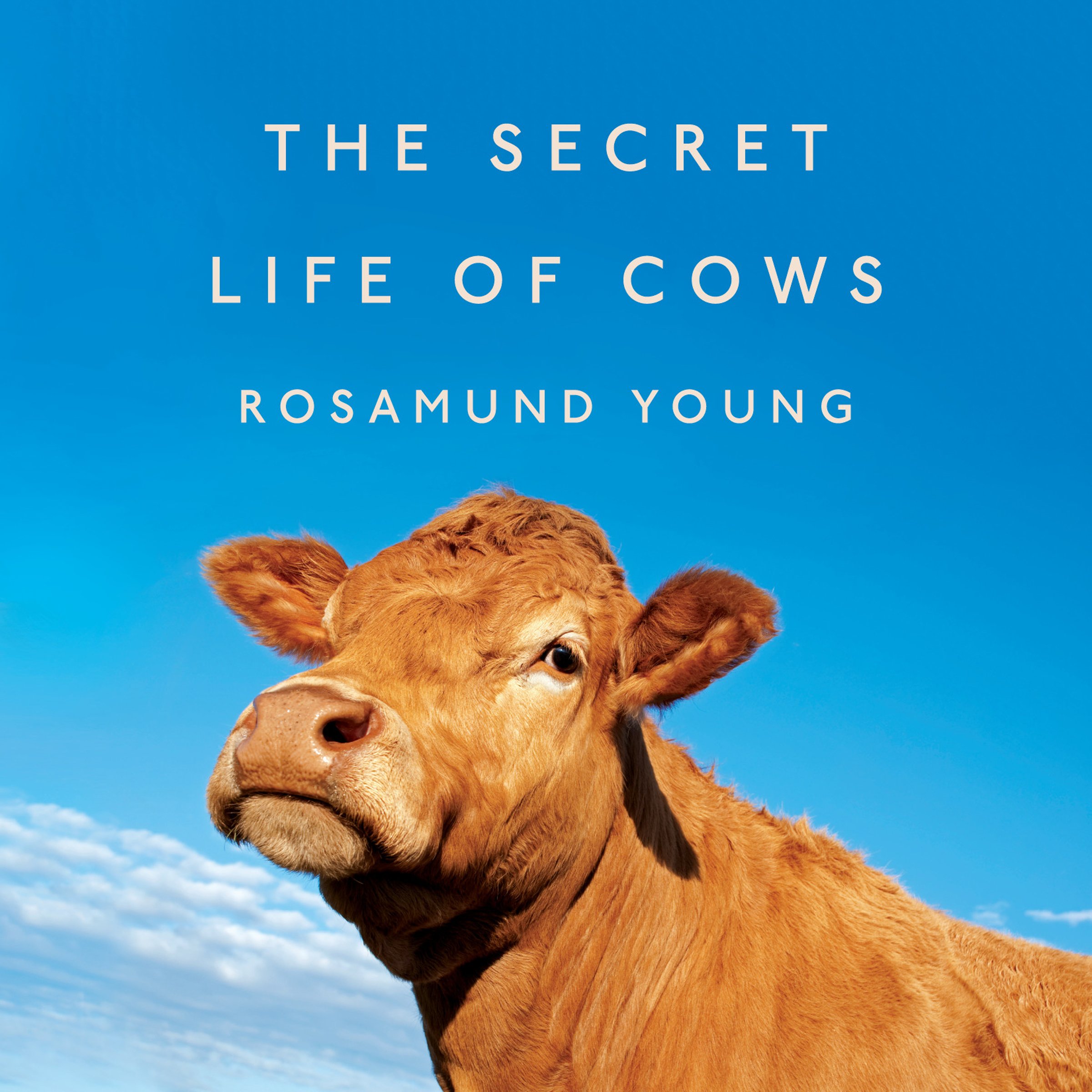 Cover art for The Secret Life of Cows