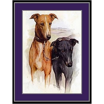 black greyhound puppy