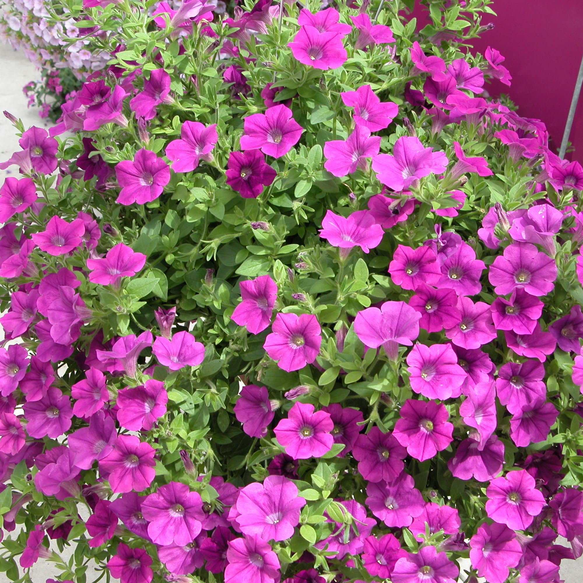 9 x Petunia Plant - Hanging Basket Plants Outdoor Garden Ready in 9cm Pots, Surfinia Make Good Hanging Plant, These are not Plug Plants. (9, Amethyst)