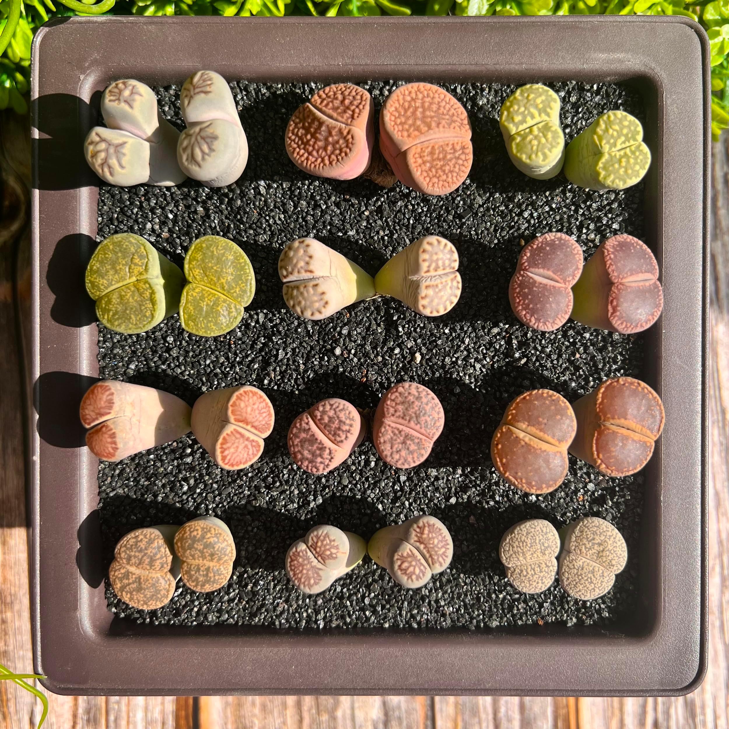 Lithops Master Random Mix Rare Live Succulent Plants, 10/20/30 Pcs 2 Heads Succulent Live Plant, Bare Root Without Pot & Soil, Garden Indoor Office Desk Baby Shower Decoration, Friend Plant Lover Gift