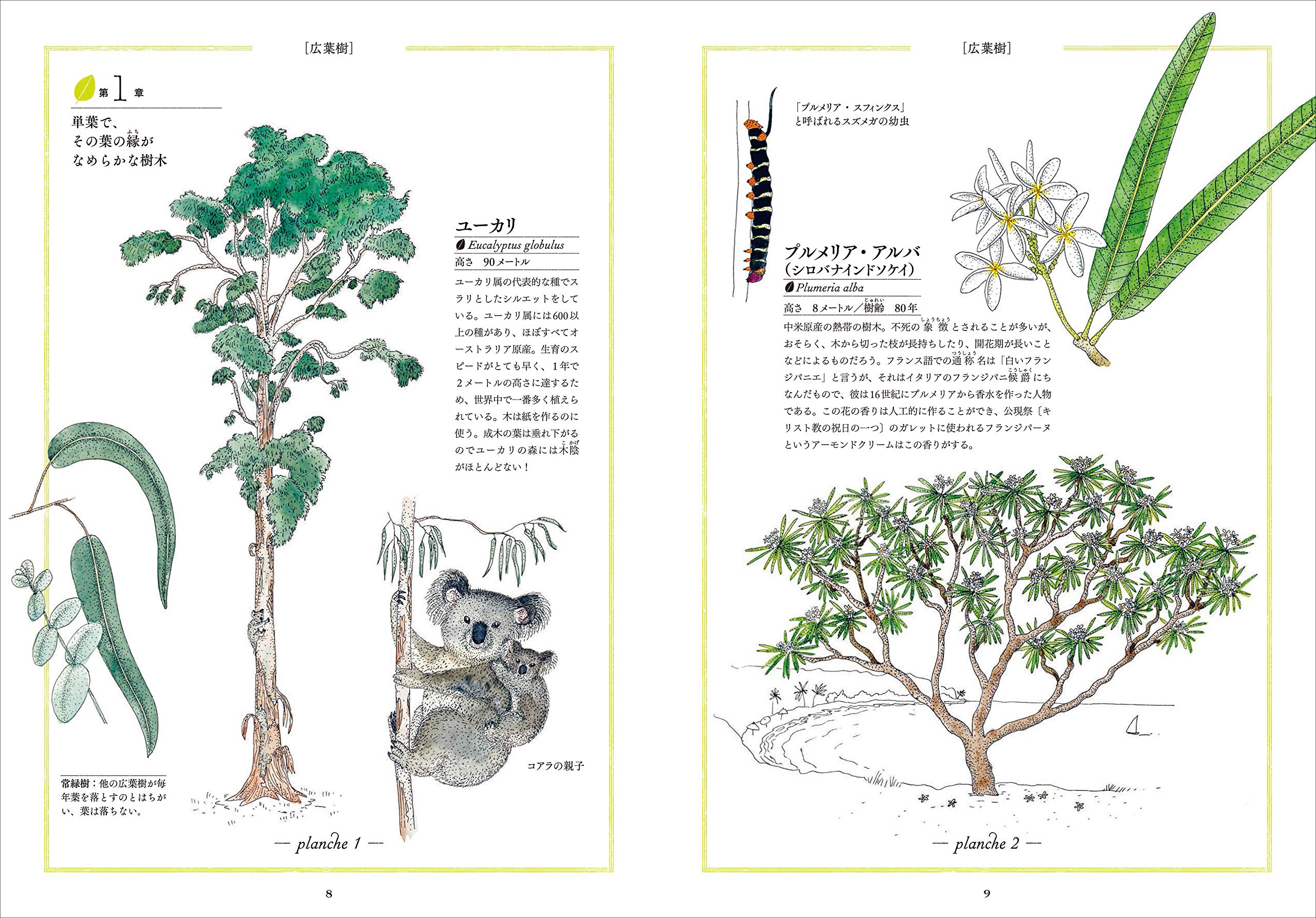 観察が楽しくなる美しいイラスト自然図鑑 樹木編 ヴィルジニー アラジディ エマニュエル チュクリエル 泉 恭子 本 通販 Amazon 観察が楽しくなる美しいイラスト自然図鑑 樹木編 ヴィルジニー アラジディ エマニュエル チュクリエル 泉 恭子 本 通販 Amazon