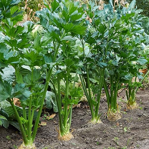 Semillas de apio - Tendercrisp - 0.25 oz  16,250 semillas - Apium graveolens - Semillas de vegetales de granja y jardín - Sin OMG, reliquia,