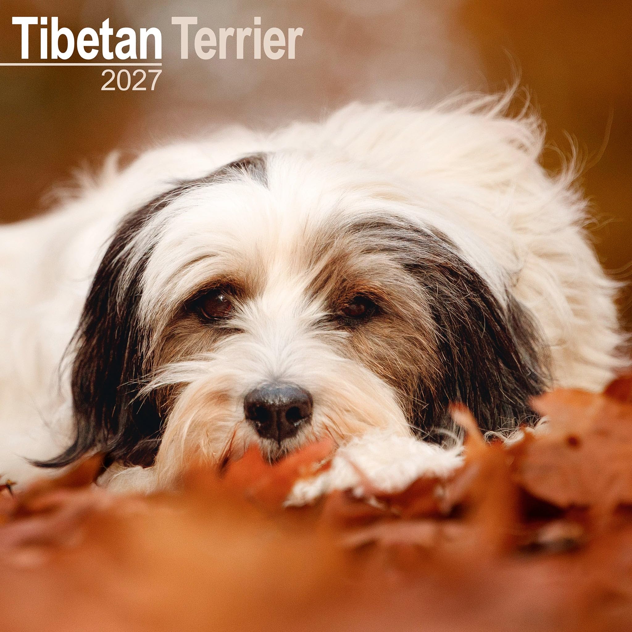 Avonside Tibetan Terrier 2027 Square Calendar with Organisational Stickers