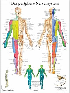 3B Scientific Lehrtafel laminiert - Das periphere Nervensystem