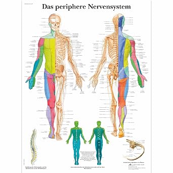 3B Scientific   Laminated Human Skeleton Chart   UV & Dust-Protected Anatomy Poster for Study, Teaching & Clinics